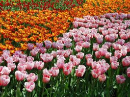 Flores de Tulipan