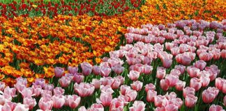 Flores de Tulipan