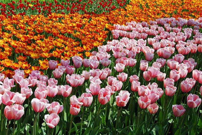 Flores de Tulipan