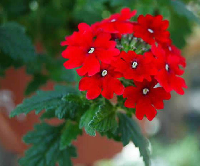 flores de verbena