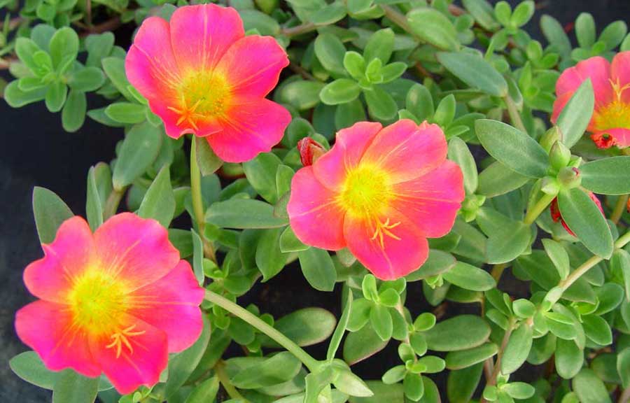 Portulaca grandiflora | Revista de Flores, Plantas, Jardinería, Paisajismo  y Medio ambiente