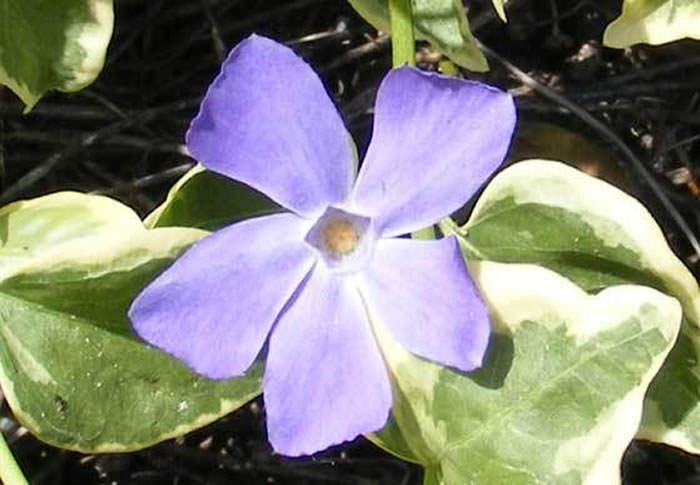 flores de vinca major variegata