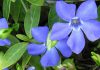 Flores de Vinca minor azules