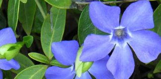 Flores de Vinca minor azules
