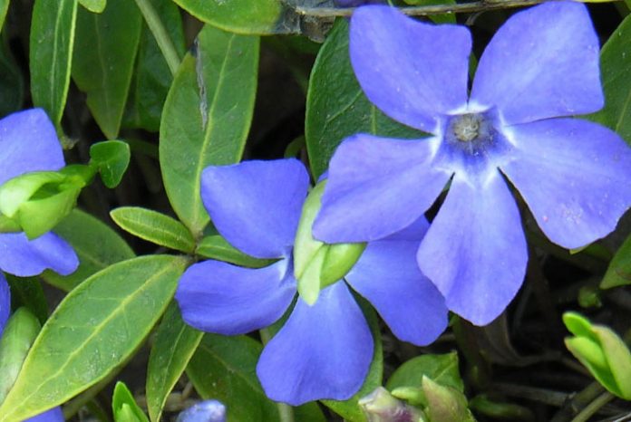 Flores de Vinca minor azules