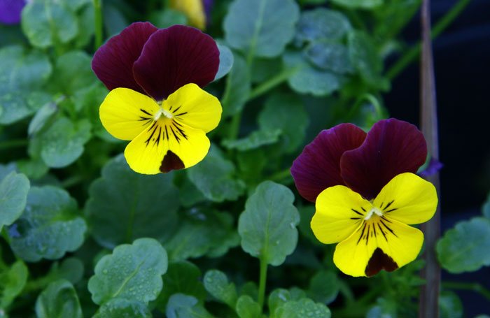 Flores de Viola cornuta