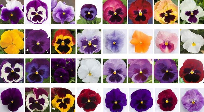 Flores de Viola x wittrockiana