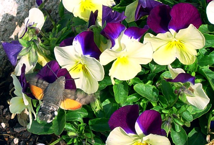 Flores de Violas