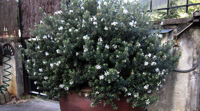 Flores de Westringia fruticosa