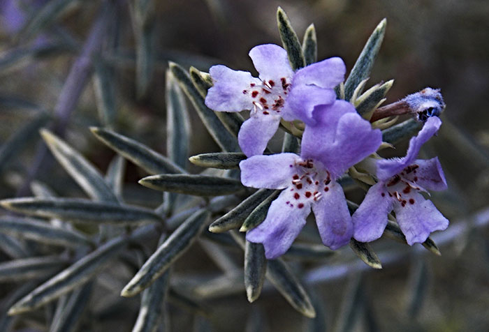 Flores de Westringia fruticosa