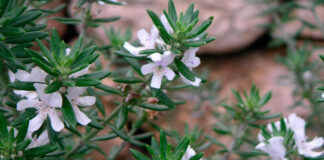 Flores de Westringia fruticosa