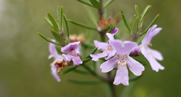 Flores de Westringia fruticosa