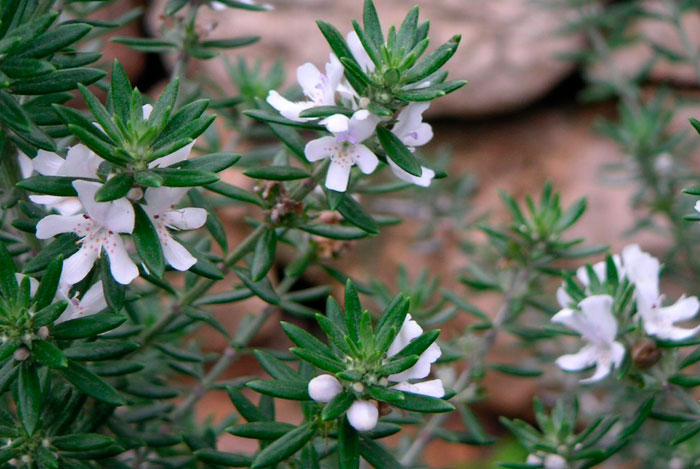 Flores de Westringia fruticosa