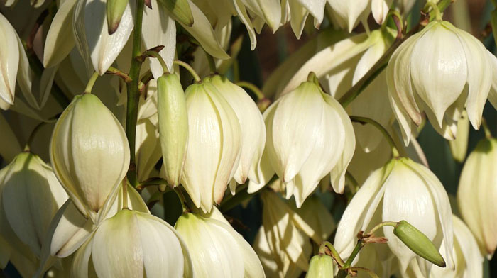 Flores de Yucca