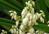 Flores de Yucca gloriosa