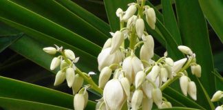Flores de Yucca gloriosa