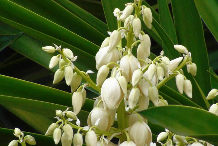 Flores de Yucca gloriosa