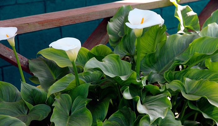 Flores de Zantedeschia