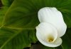 Flores de Cala o Zantedeschia aethiopica