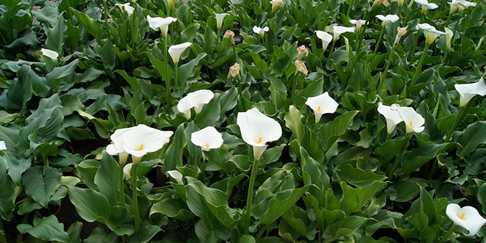 Zantedeschia aethiopica o calla