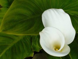 Flores de Cala o Zantedeschia aethiopica