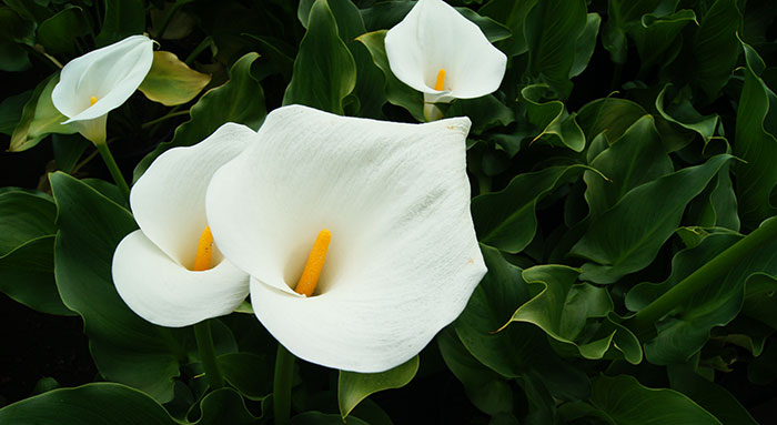 La Cala o Zantedeschia aethiopica | Revista de Flores, Plantas, Jardinería,  Paisajismo y Medio ambiente