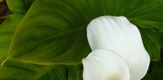 Flores de Cala o Zantedeschia aethiopica