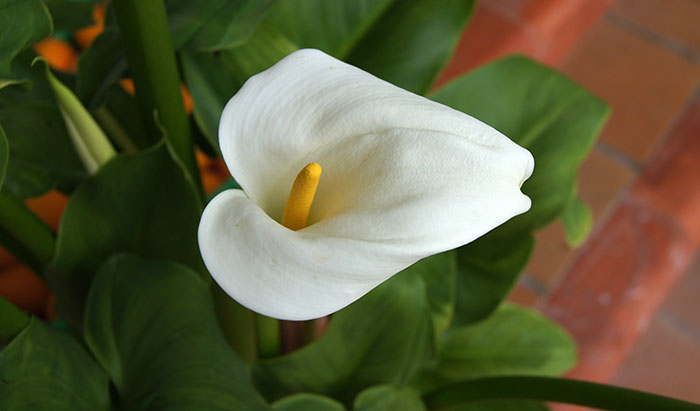 Zantedeschia aethiopica o calla