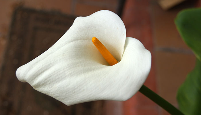 Zantedeschia aethiopica o calla