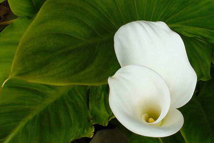 Flores de Cala o Zantedeschia aethiopica