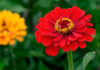 Flores de Zinnia hybrida