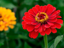 Flores de Zinnia hybrida