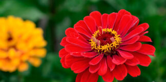 Flores de Zinnia hybrida