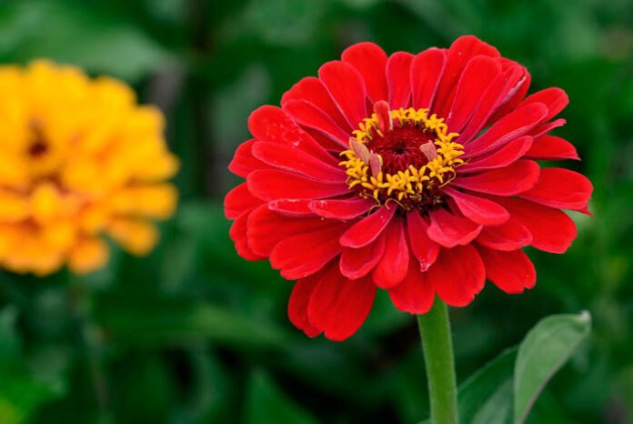 Flores de Zinnia hybrida