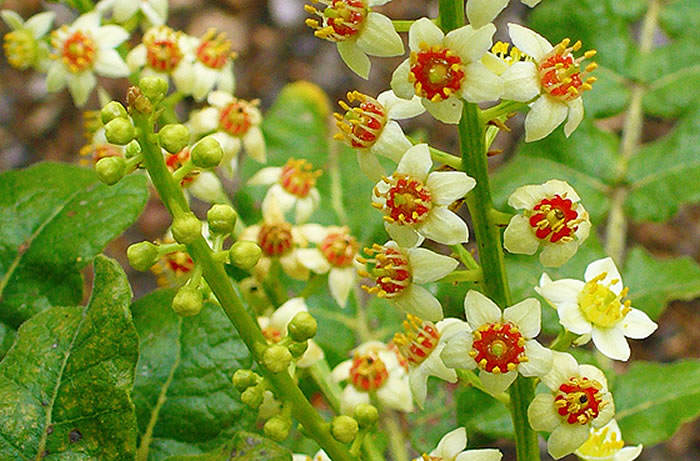 Flores del genero boswellia