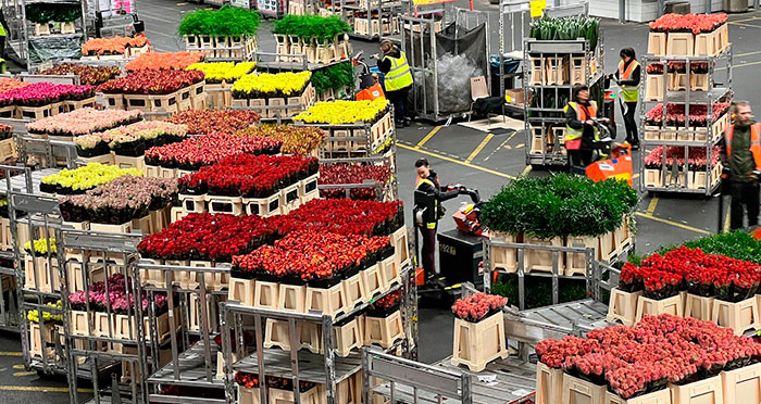 Flores en la Royal FloraHolland