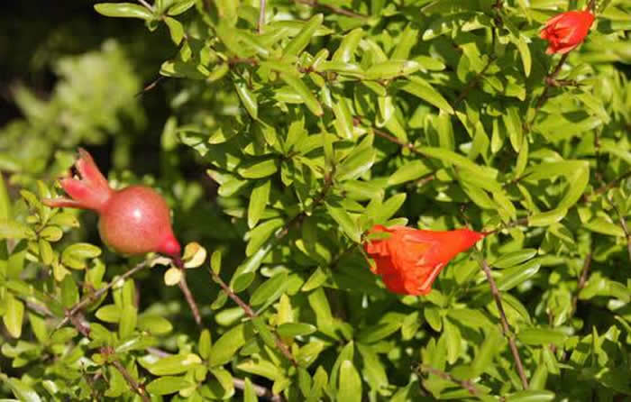 Flores y frutos de Punica granatum