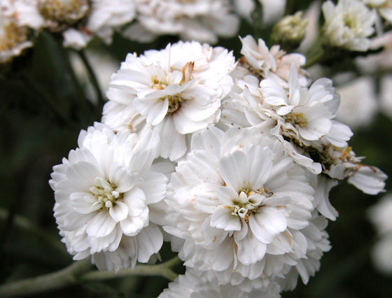 Flores de Gypsophila paniculata