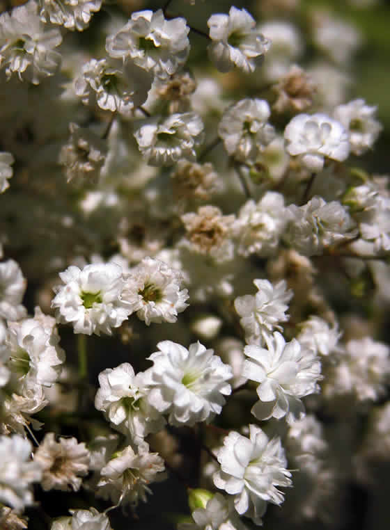 Flores de Gypsophila paniculata