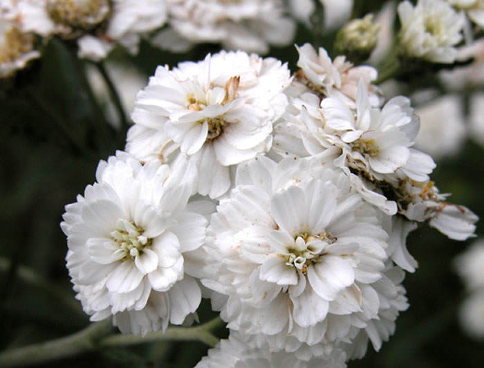 Flores gypsophila paniculata