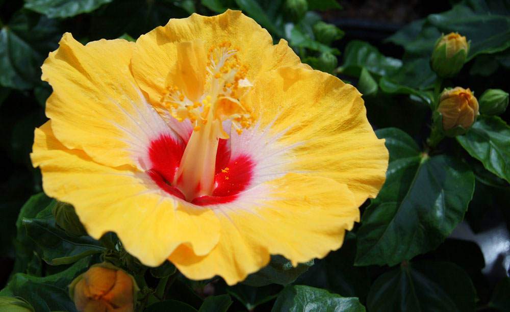 Flores de Hibiscus rosa-sinensis