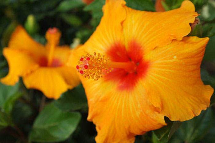 Flores de Hibiscus rosa-sinensis