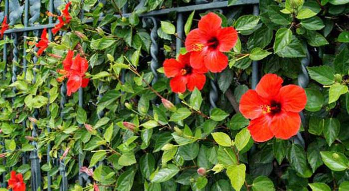 Flores de Hibiscus rosa-sinensis