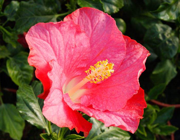 Flores de Hibiscus Yupla