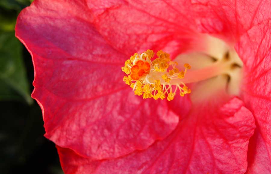 Flores de Hibiscus Yupla