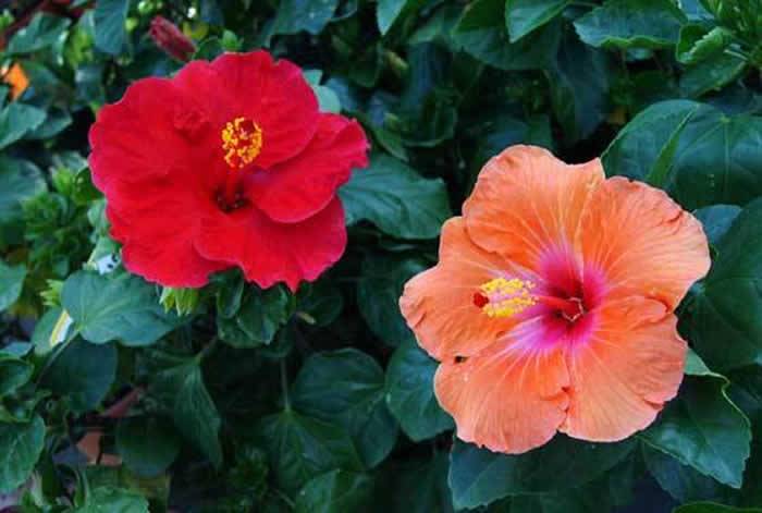 Flores de Hibiscus rosa-sinensis