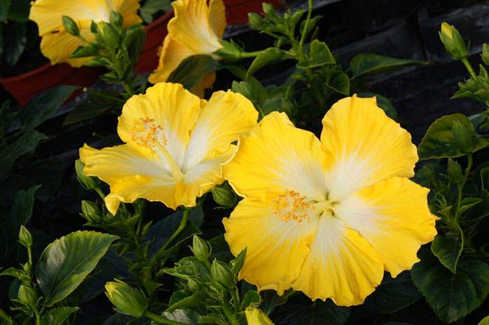 Flores de Hibiscus Yupla