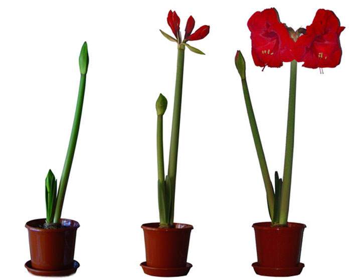 Flores de Hippeastrum