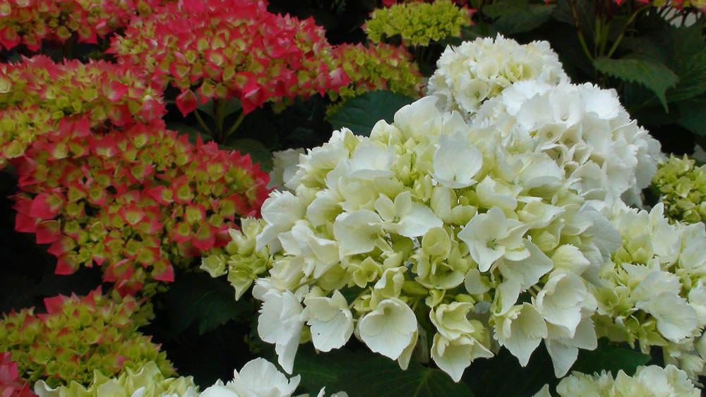 flores hortensias