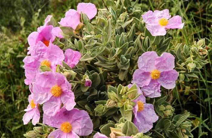 flores de jaras